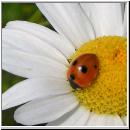 Coccinella quinquepunctata - Fuenfpunkt 02.jpg